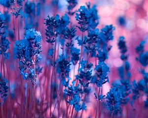 Preview wallpaper lavender, flowers, macro, stems