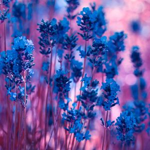 Preview wallpaper lavender, flowers, macro, stems