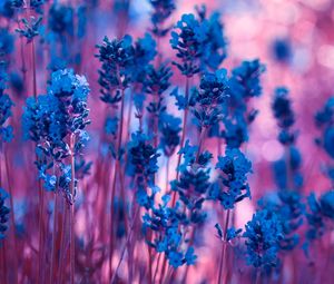 Lavender standard 4:3 wallpapers hd, desktop backgrounds 1280x960  downloads, images and pictures