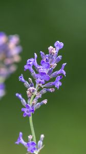 Preview wallpaper lavender, flowers, petals, inflorescence, purple