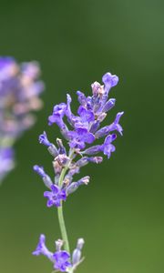 Preview wallpaper lavender, flowers, petals, inflorescence, purple