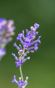 Preview wallpaper lavender, flowers, petals, inflorescence, purple