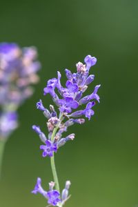 Preview wallpaper lavender, flowers, petals, inflorescence, purple