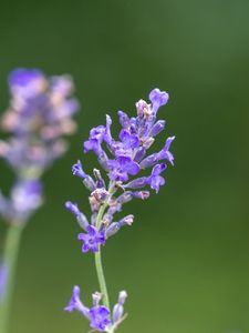 Preview wallpaper lavender, flowers, petals, inflorescence, purple