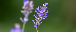 Preview wallpaper lavender, flowers, petals, inflorescence, purple