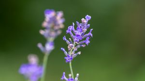 Preview wallpaper lavender, flowers, petals, inflorescence, purple