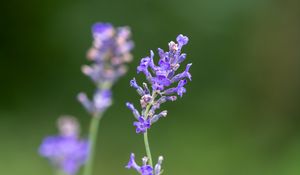 Preview wallpaper lavender, flowers, petals, inflorescence, purple