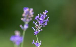 Preview wallpaper lavender, flowers, petals, inflorescence, purple