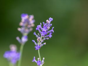 Preview wallpaper lavender, flowers, petals, inflorescence, purple