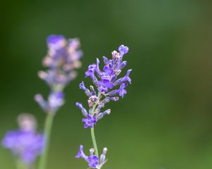 Preview wallpaper lavender, flowers, petals, inflorescence, purple