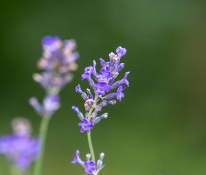 Preview wallpaper lavender, flowers, petals, inflorescence, purple