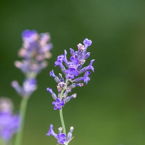 Preview wallpaper lavender, flowers, petals, inflorescence, purple