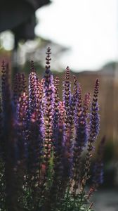 Preview wallpaper lavender, flowers, plant