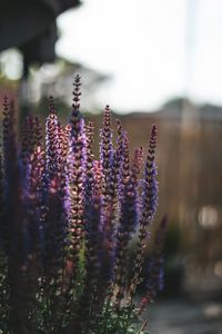 Preview wallpaper lavender, flowers, plant