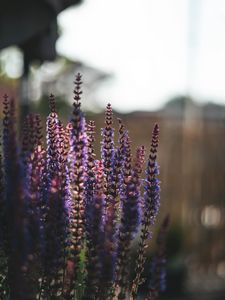 Preview wallpaper lavender, flowers, plant