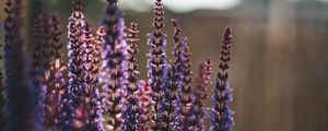 Preview wallpaper lavender, flowers, plant