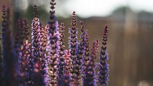 Preview wallpaper lavender, flowers, plant
