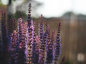 Preview wallpaper lavender, flowers, plant