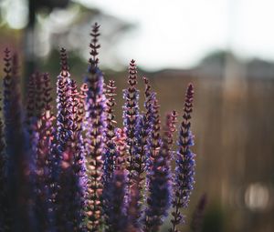 Preview wallpaper lavender, flowers, plant