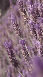 Preview wallpaper lavender, flowers, plant, purple