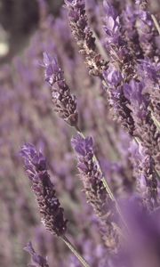 Preview wallpaper lavender, flowers, plant, purple