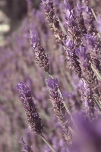 Preview wallpaper lavender, flowers, plant, purple