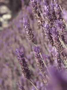 Preview wallpaper lavender, flowers, plant, purple