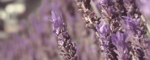 Preview wallpaper lavender, flowers, plant, purple