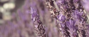 Preview wallpaper lavender, flowers, plant, purple