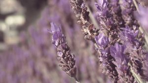 Preview wallpaper lavender, flowers, plant, purple