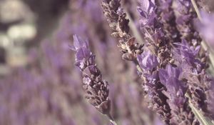 Preview wallpaper lavender, flowers, plant, purple