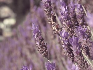 Preview wallpaper lavender, flowers, plant, purple