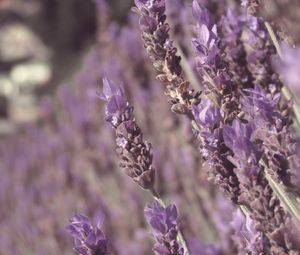 Preview wallpaper lavender, flowers, plant, purple