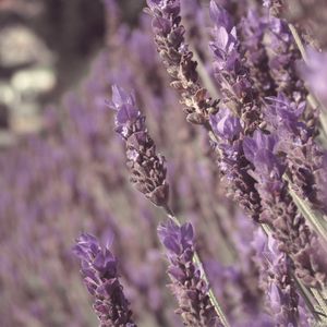 Preview wallpaper lavender, flowers, plant, purple