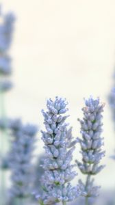 Preview wallpaper lavender, flowers, plant, macro, blue, white