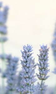 Preview wallpaper lavender, flowers, plant, macro, blue, white