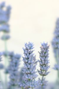 Preview wallpaper lavender, flowers, plant, macro, blue, white