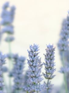 Preview wallpaper lavender, flowers, plant, macro, blue, white