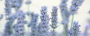 Preview wallpaper lavender, flowers, plant, macro, blue, white