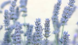 Preview wallpaper lavender, flowers, plant, macro, blue, white