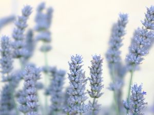 Preview wallpaper lavender, flowers, plant, macro, blue, white