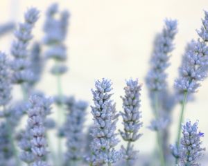 Preview wallpaper lavender, flowers, plant, macro, blue, white