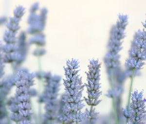 Preview wallpaper lavender, flowers, plant, macro, blue, white