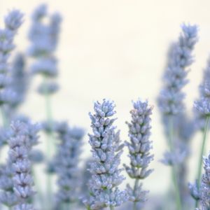 Preview wallpaper lavender, flowers, plant, macro, blue, white