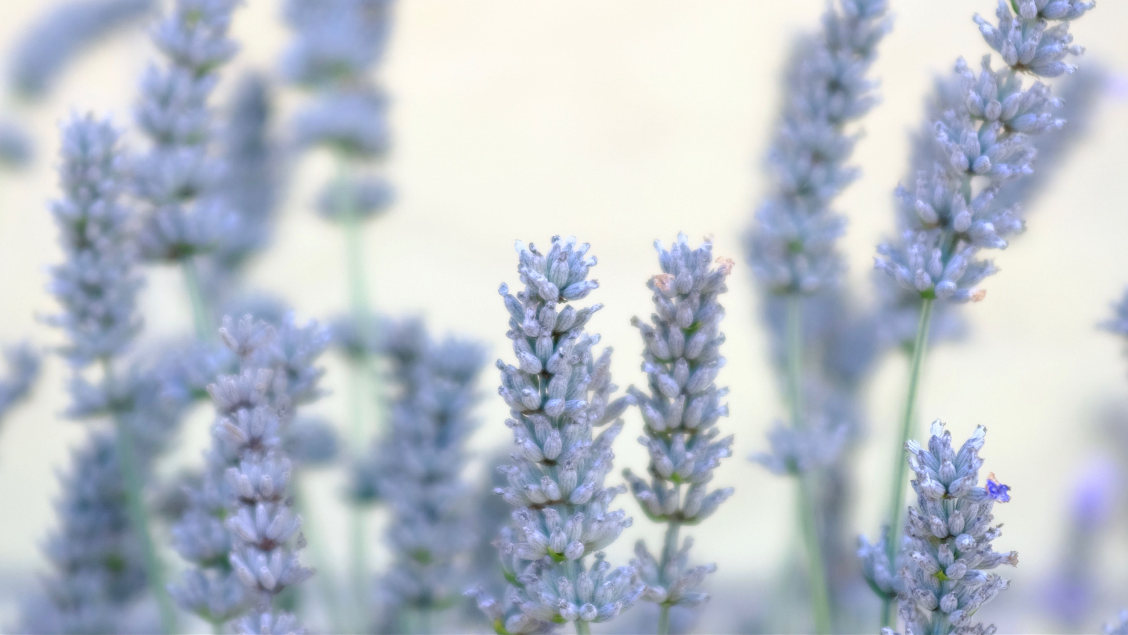 Download Wallpaper 3840x2160 Lavender Flowers Plant Macro Blue