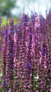 Preview wallpaper lavender, flowers, plant, field, purple, macro
