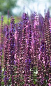 Preview wallpaper lavender, flowers, plant, field, purple, macro