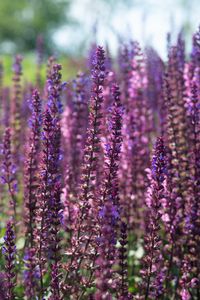 Preview wallpaper lavender, flowers, plant, field, purple, macro