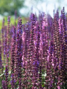 Preview wallpaper lavender, flowers, plant, field, purple, macro