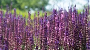 Preview wallpaper lavender, flowers, plant, field, purple, macro